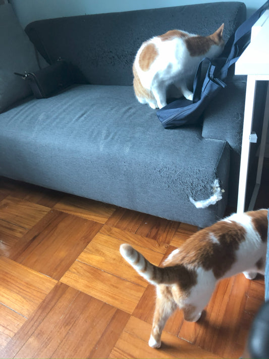 How do I stop cats from scratching the sofa?